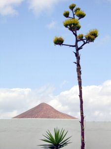 358377_lanzarote_2.jpg