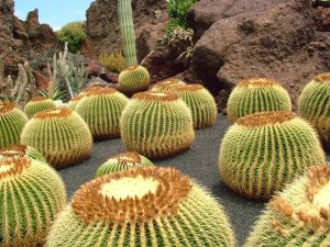 370103_cactus_garden_3.jpg